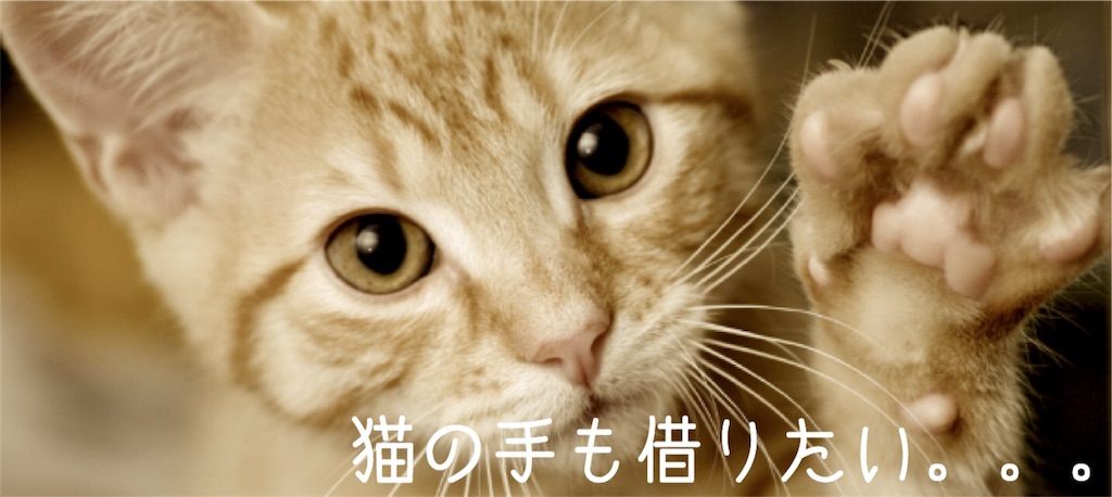 たい 借り も の 猫 手 「猫の手も借りたい」って何ていう？よく使う日本のことわざ20選の英語表現集